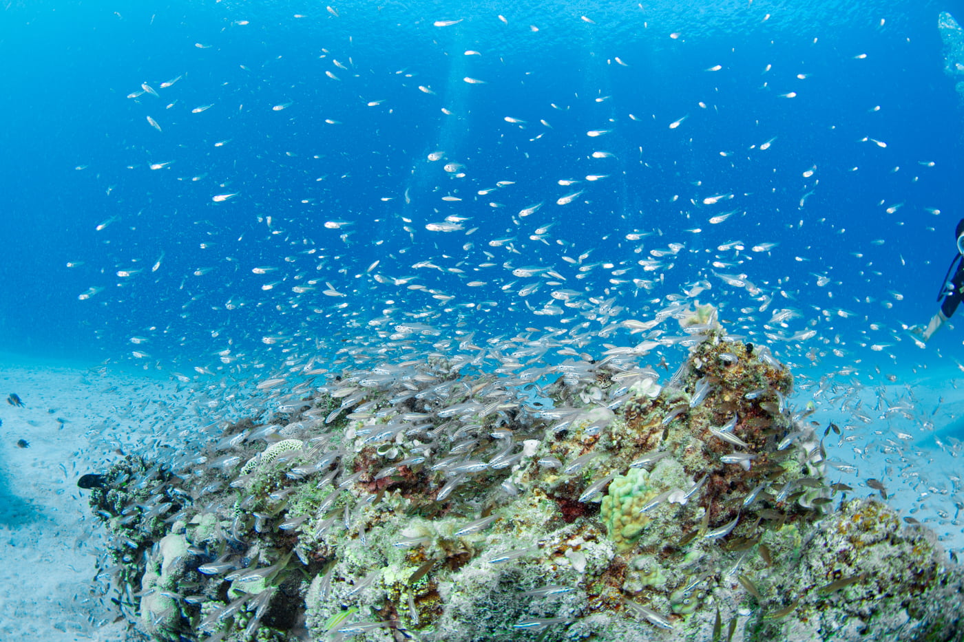 Underwater scenery