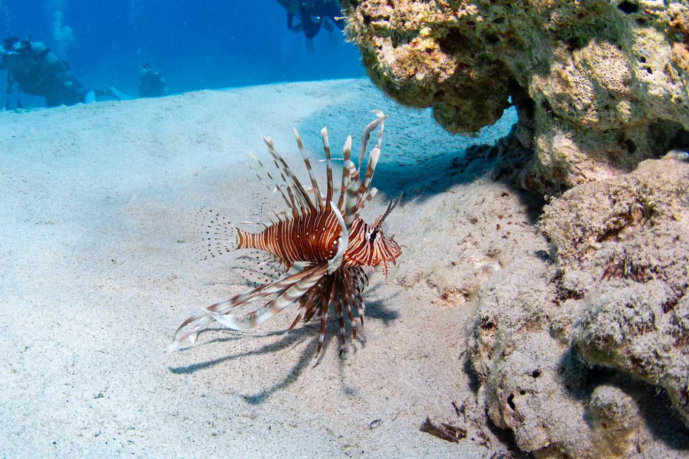 lion fish