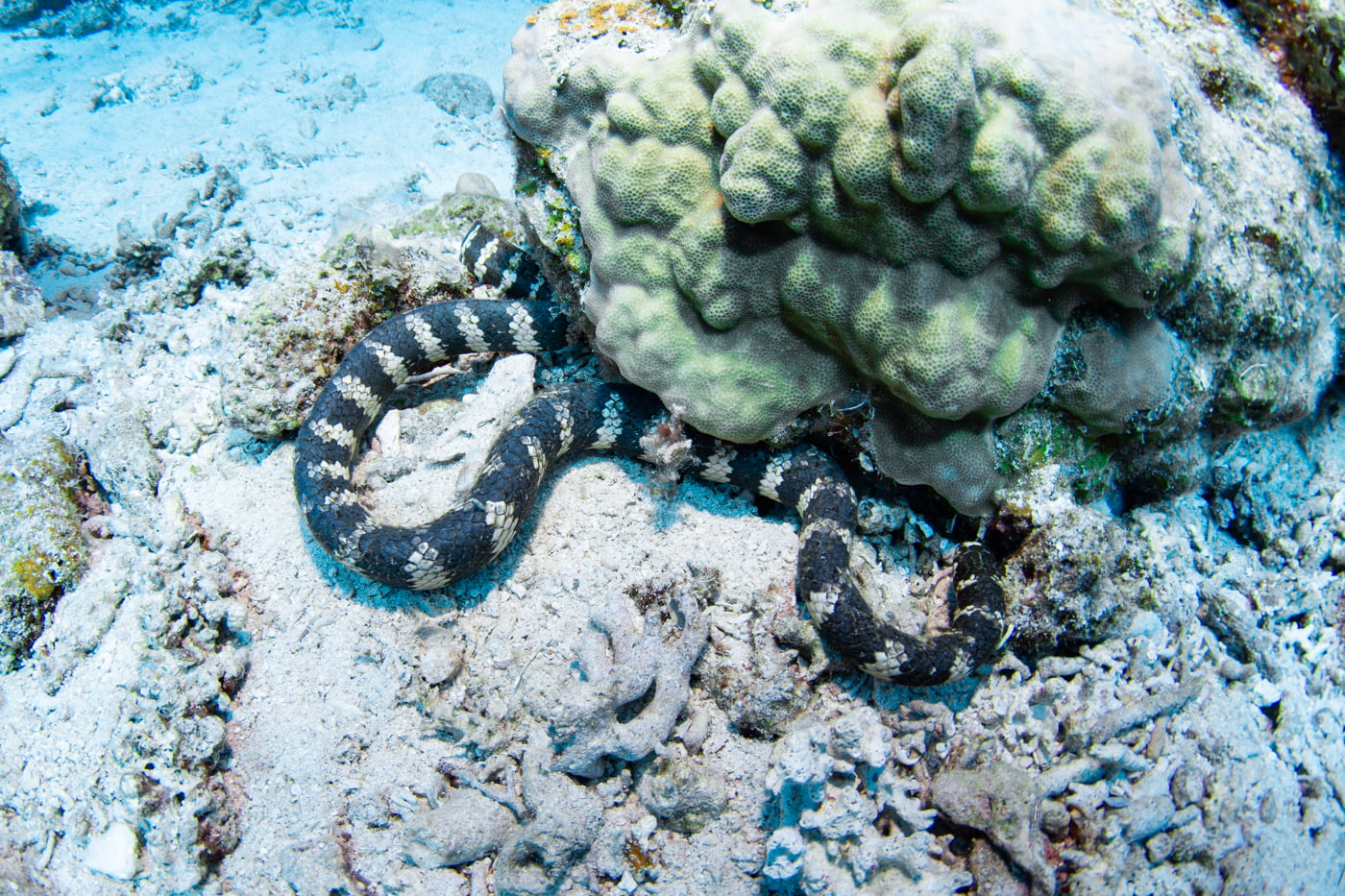 sea snake