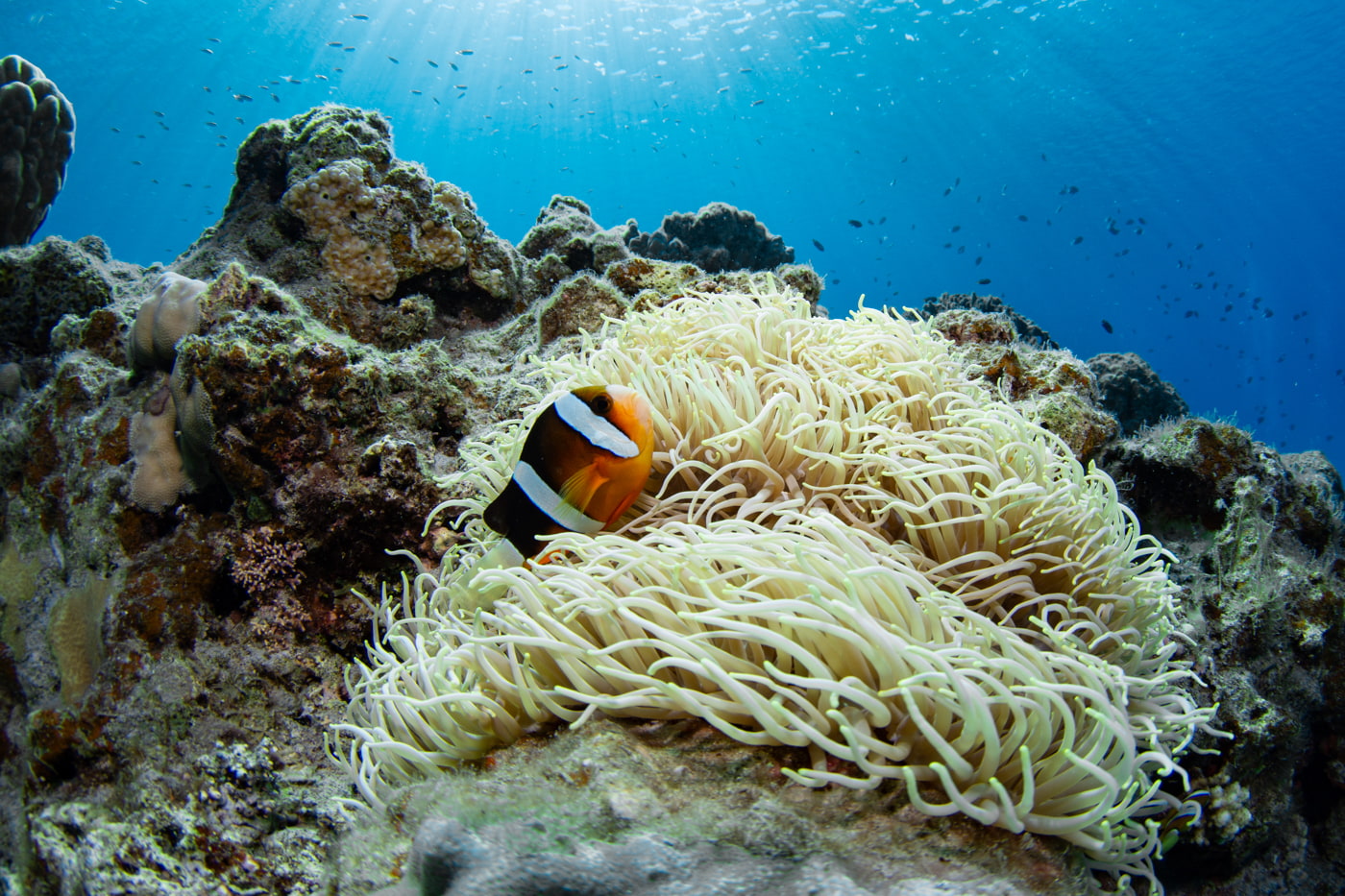 clownfish