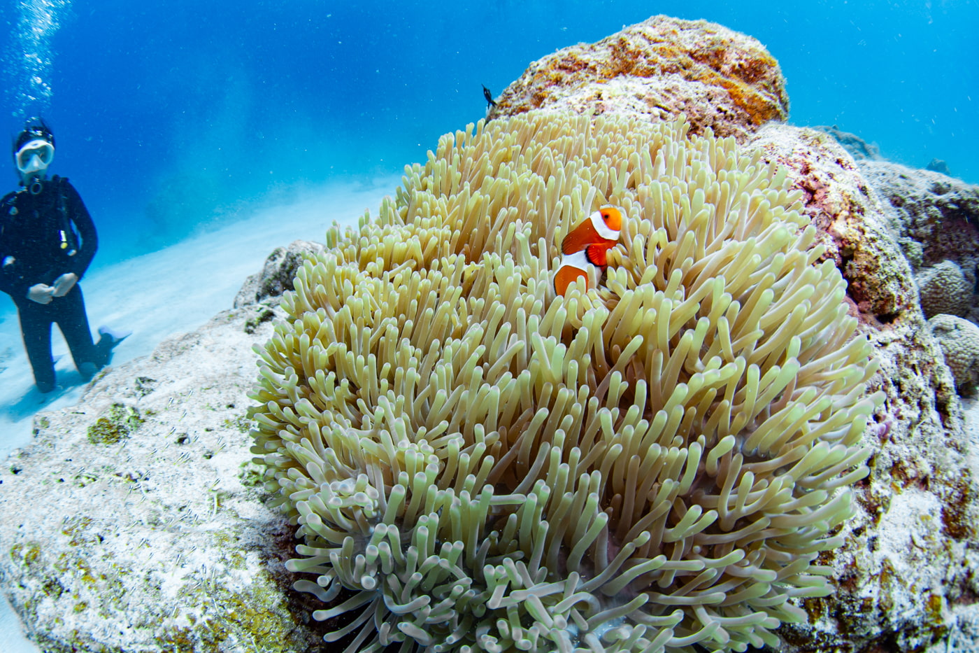 clownfish