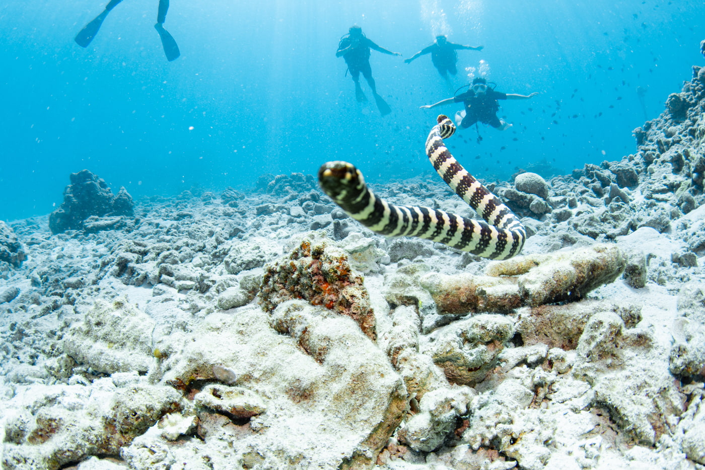 sea snake