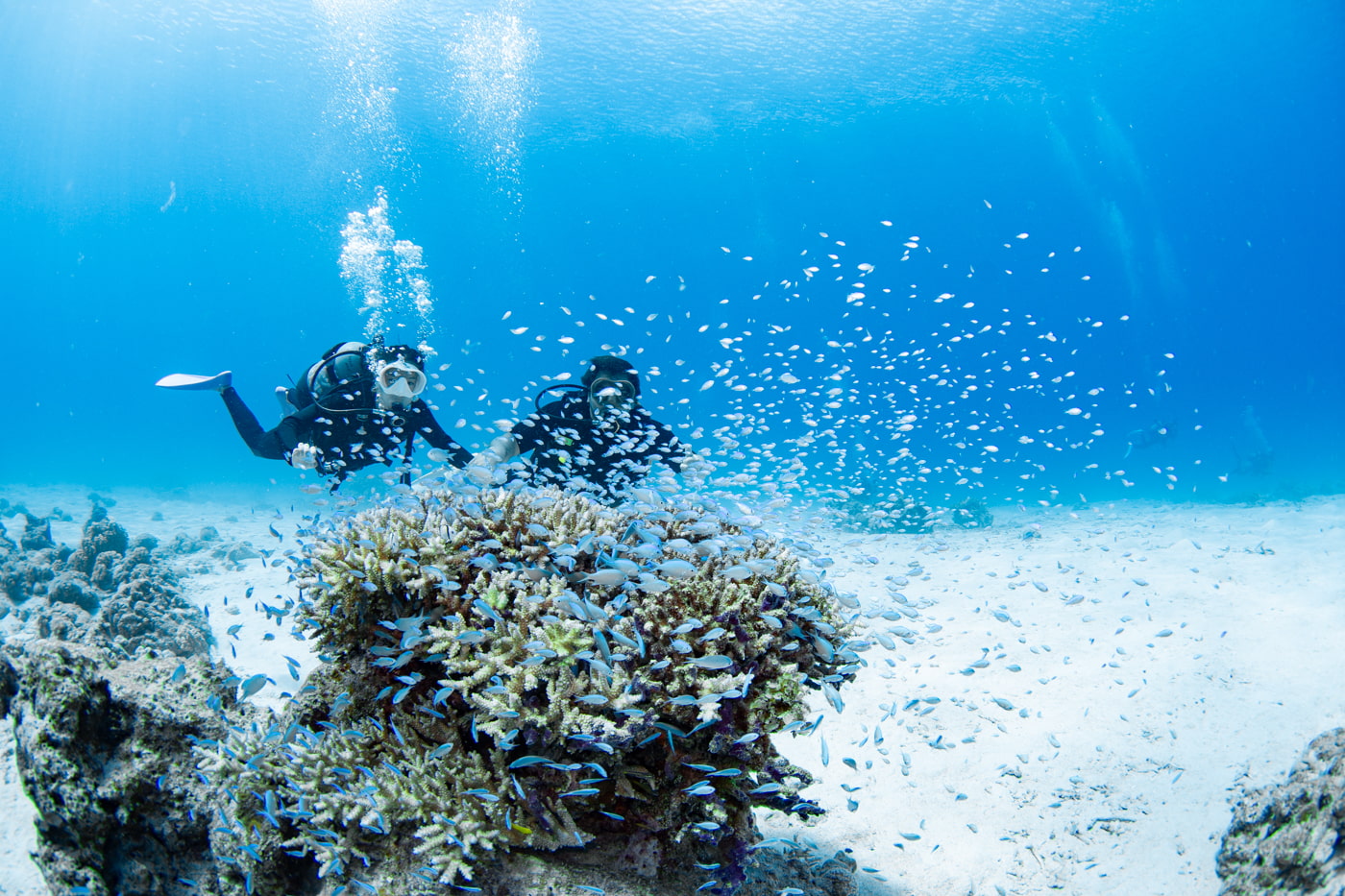 school of fish and guests