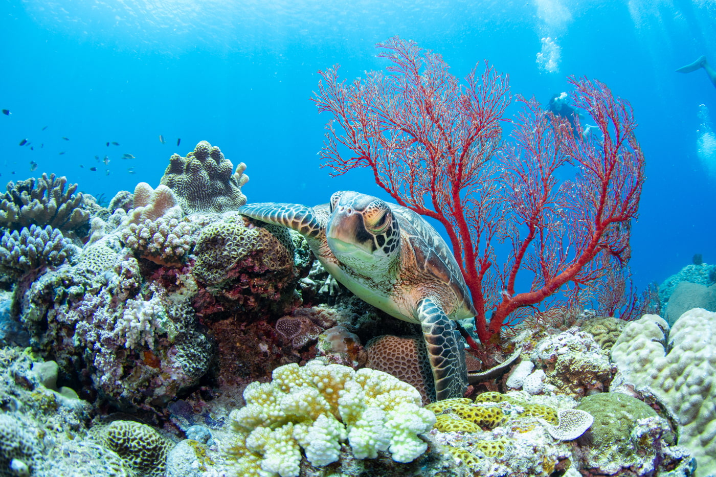 green turtle
