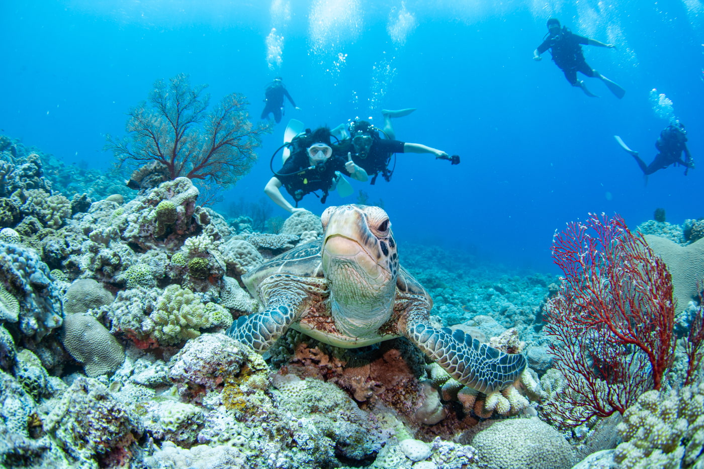 green turtle and guests