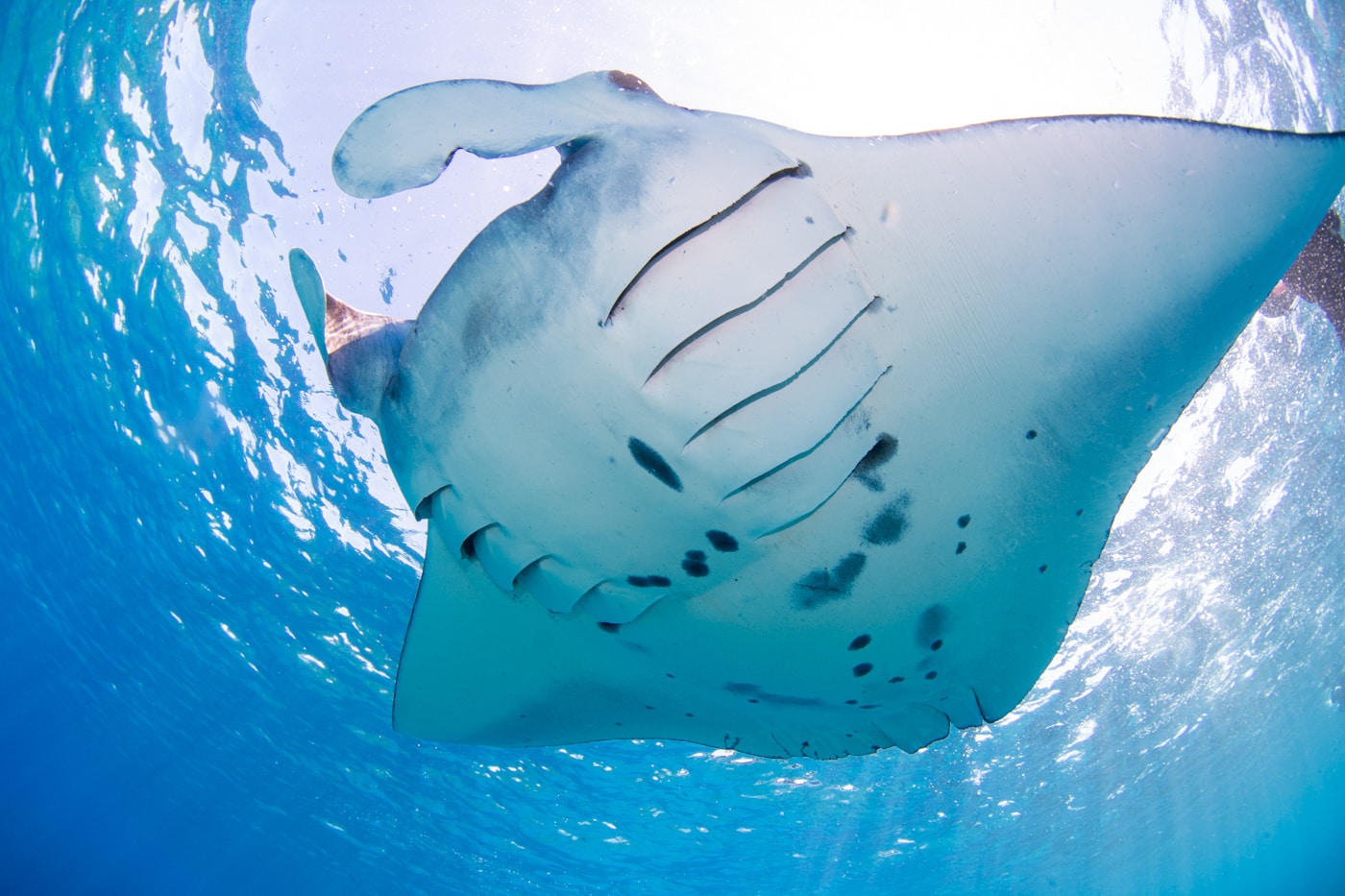 Reef manta ray