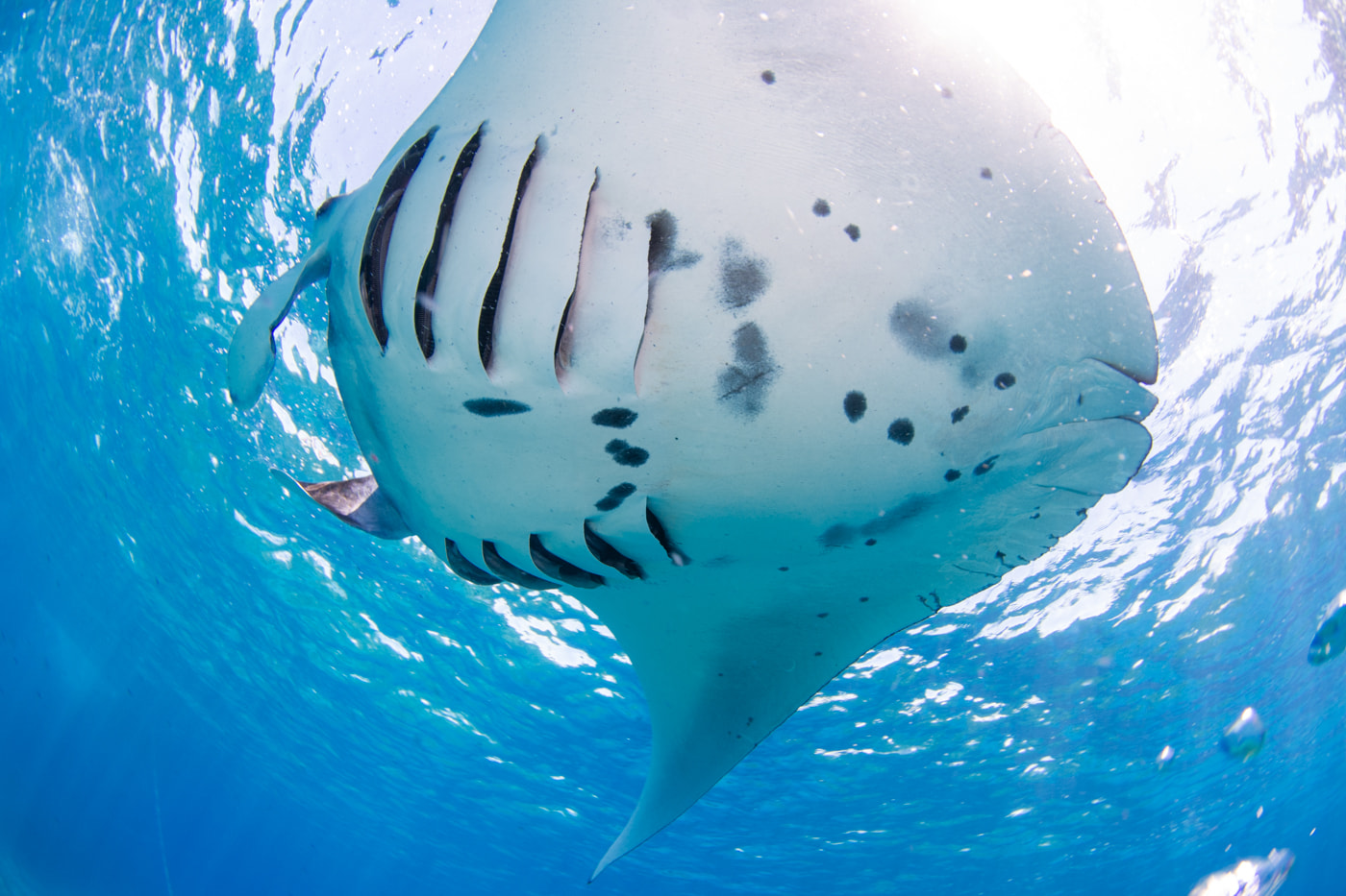 Reef manta ray