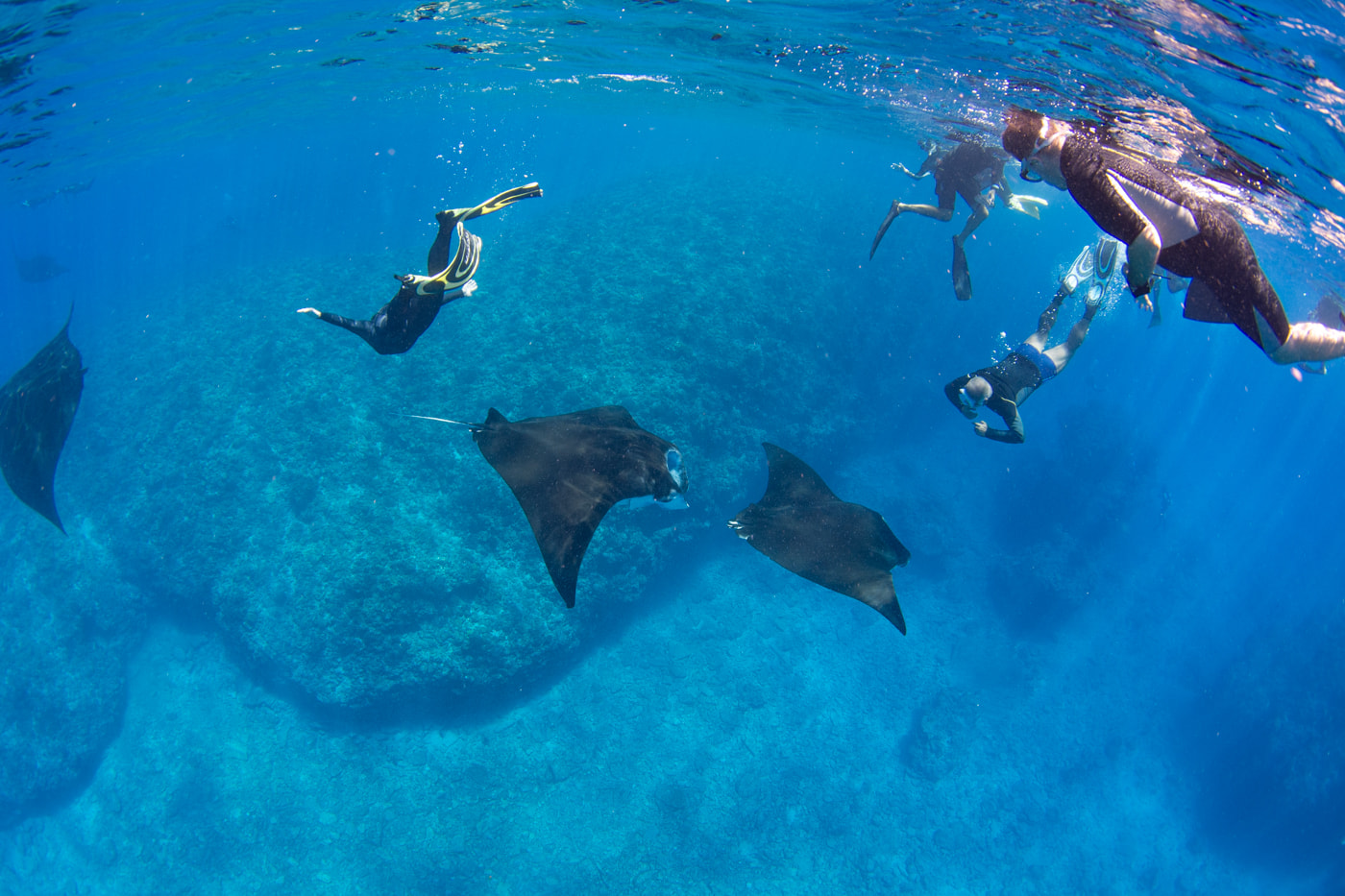 3 Reef manta rays and guests