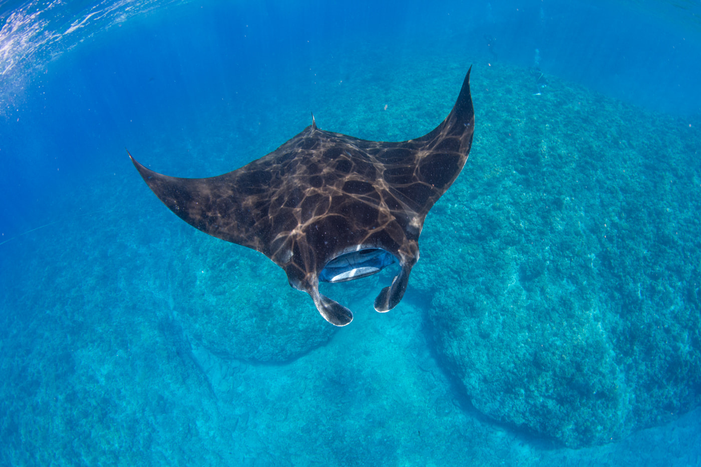 Reef manta ray