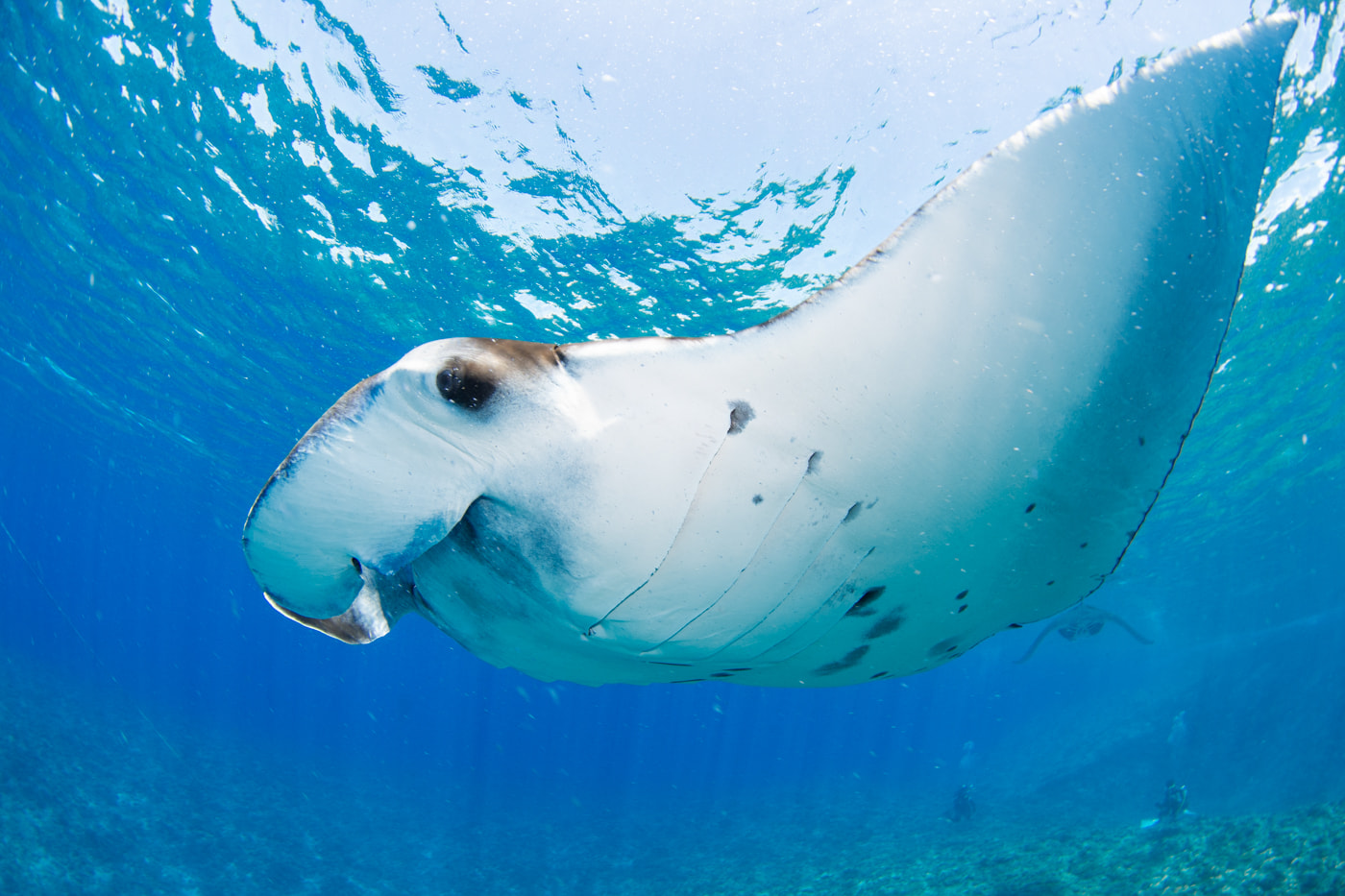 Reef manta ray