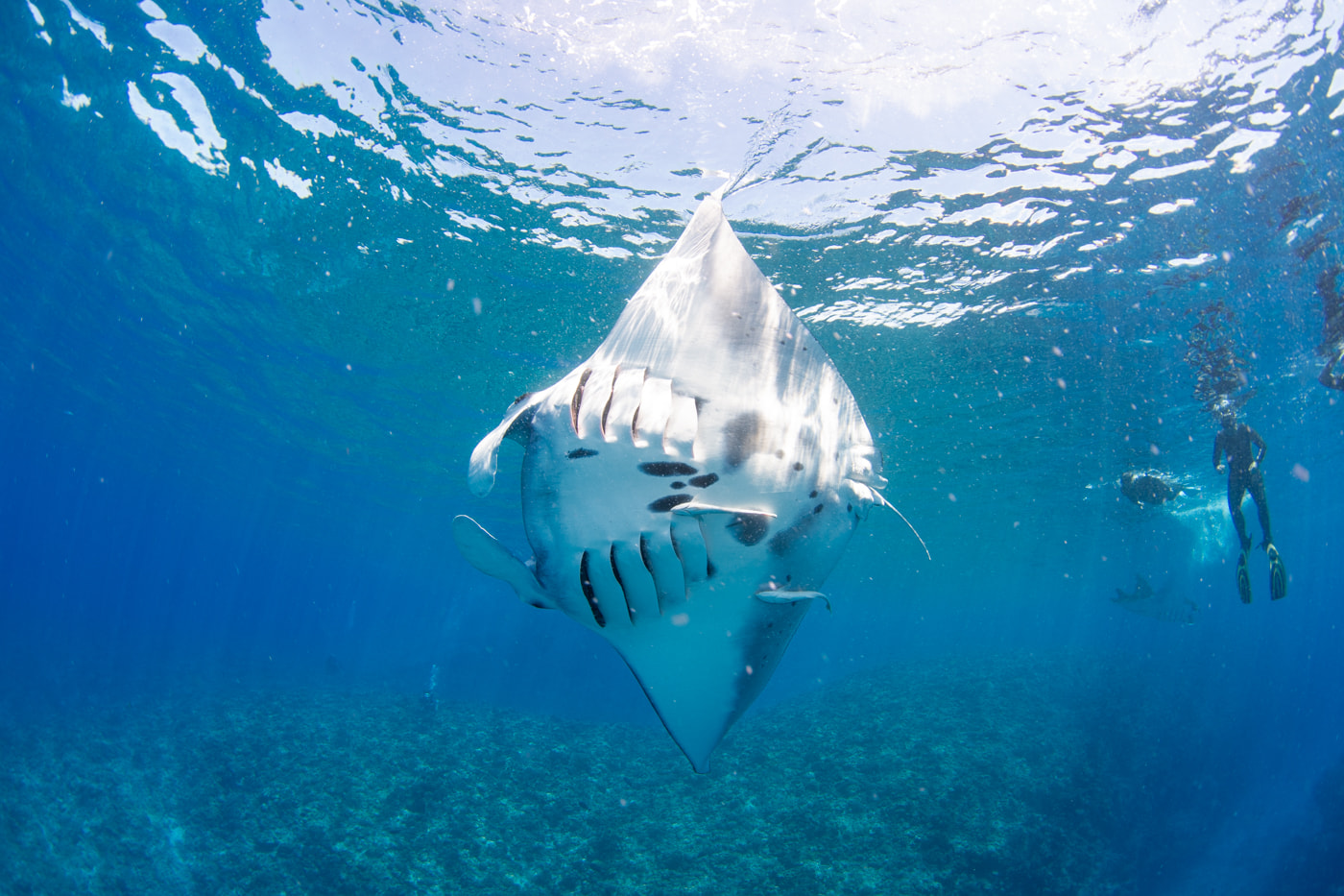 Reef manta ray