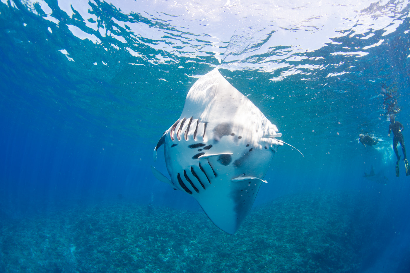 Reef manta ray