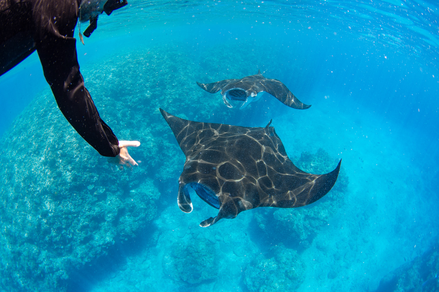 Reef manta ray
