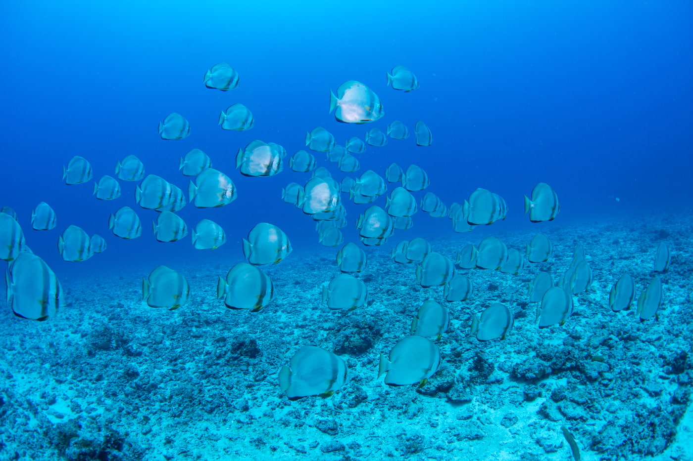school of batfish