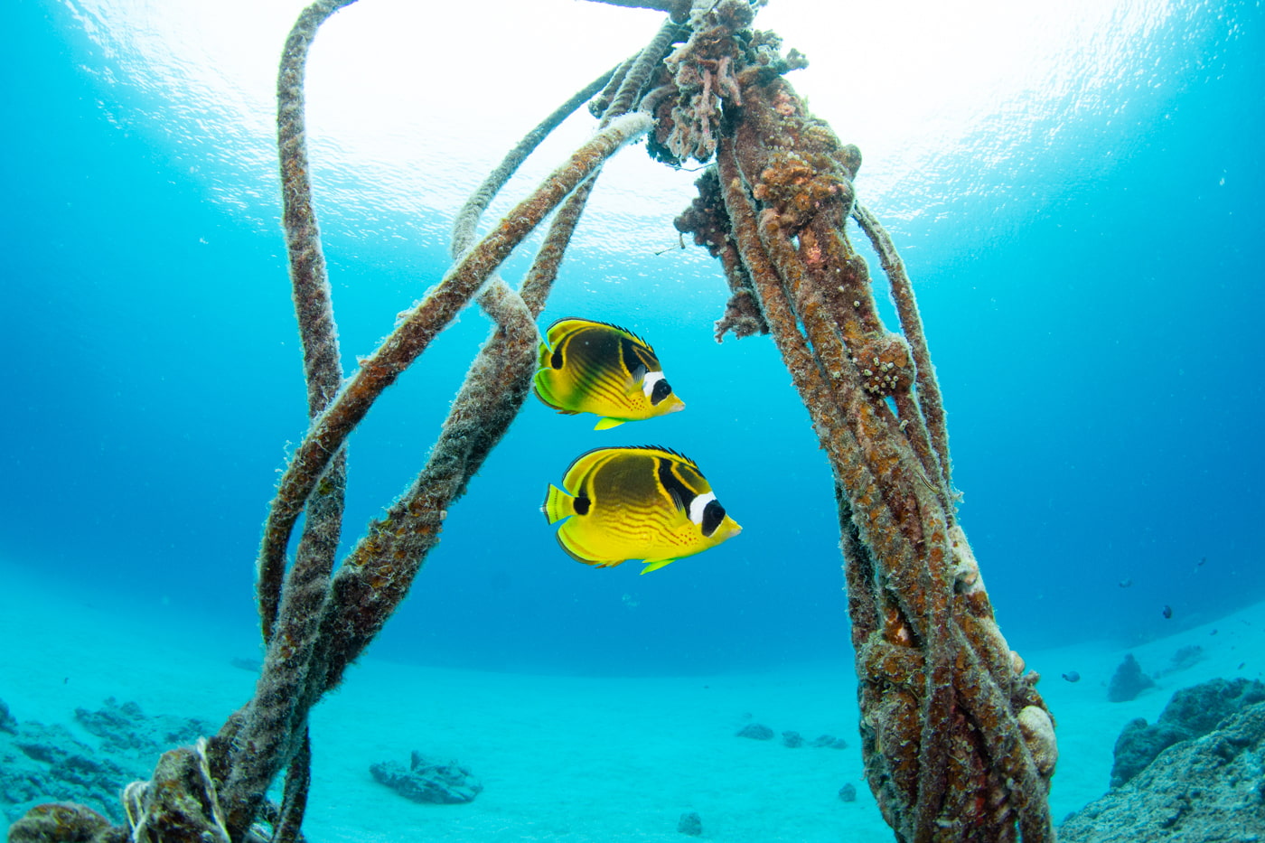 Yellow fish