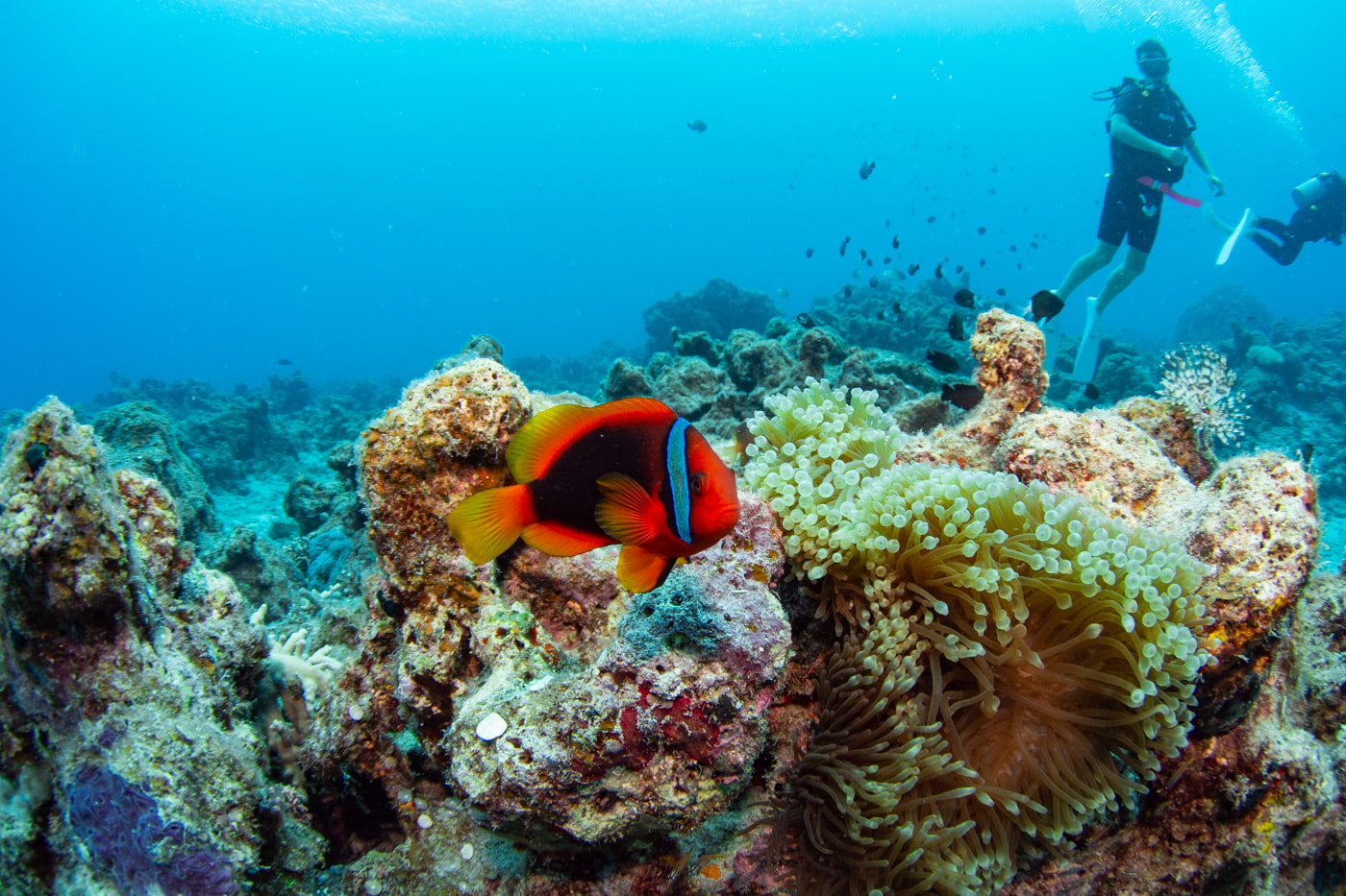 Clownfish