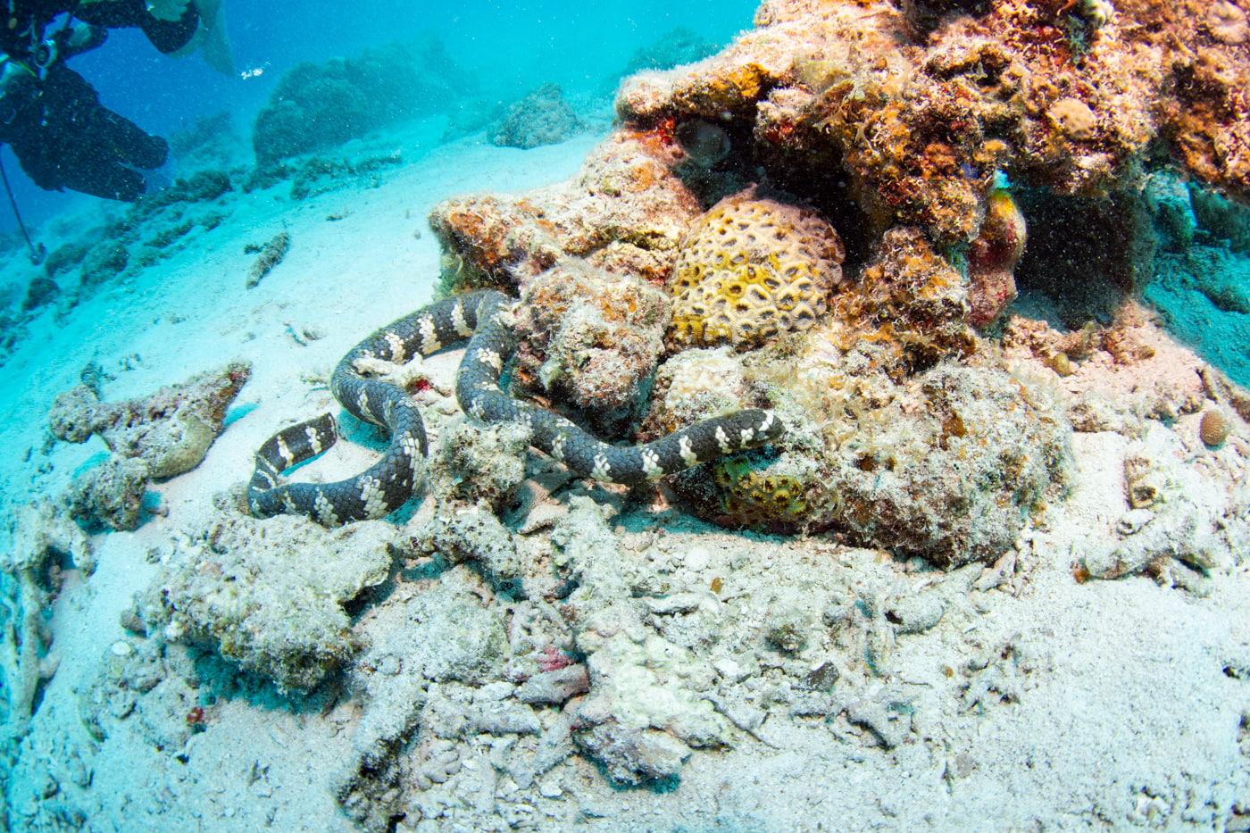 sea snake
