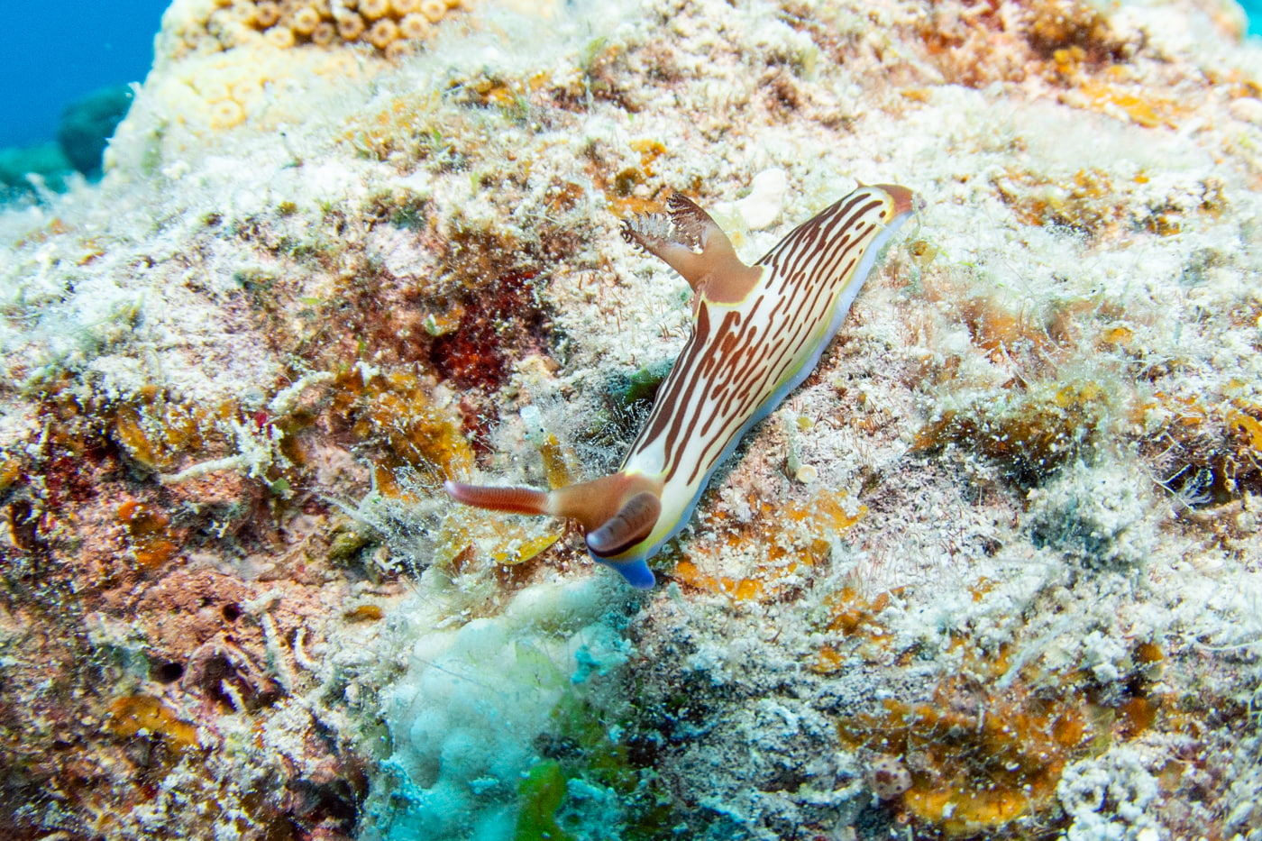 Nudibranch