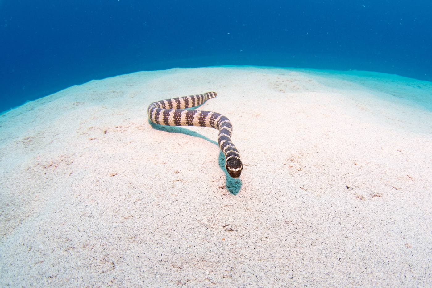sea snake