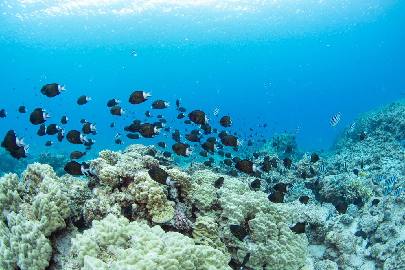 school of fish