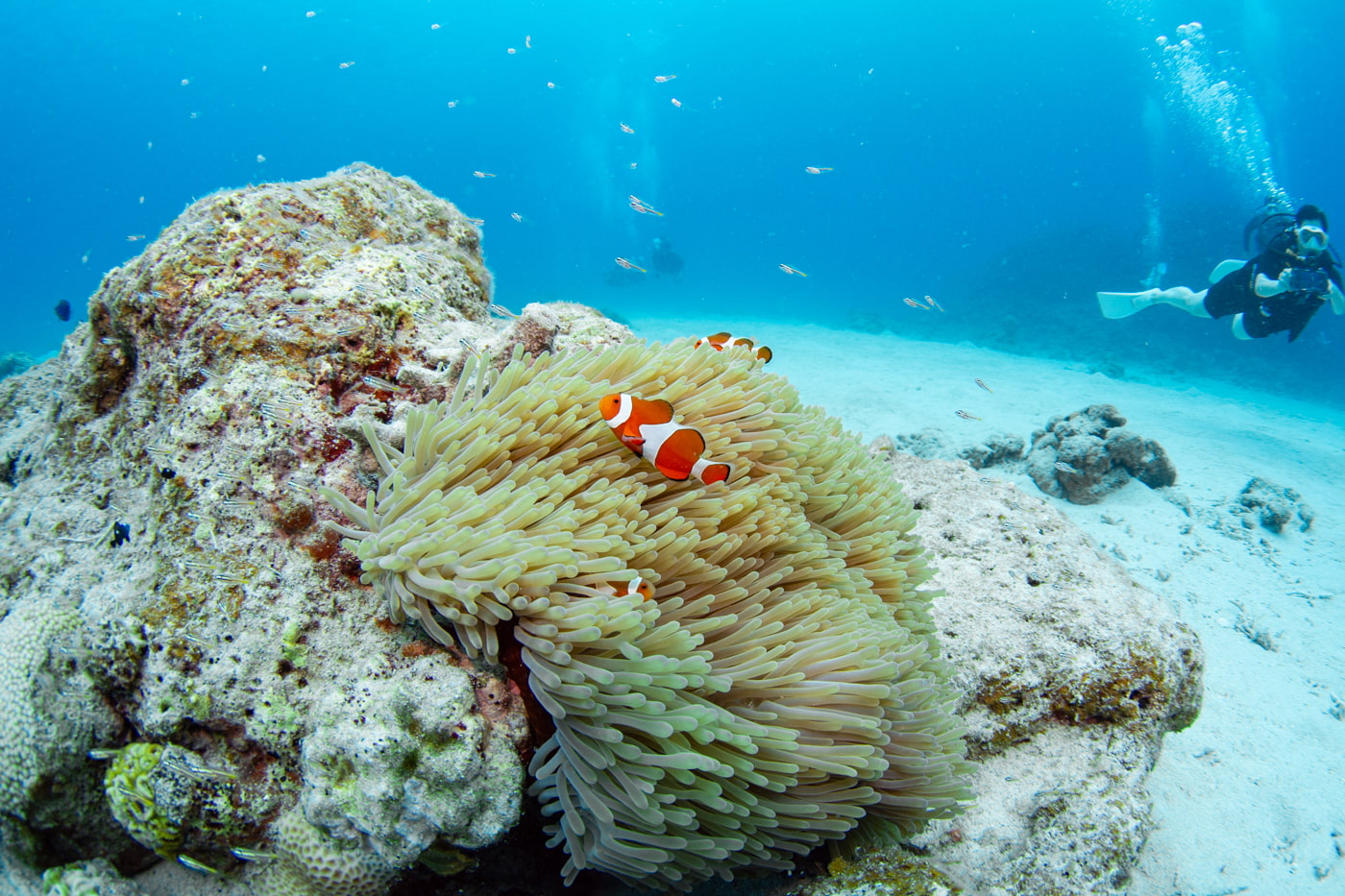 Clownfish