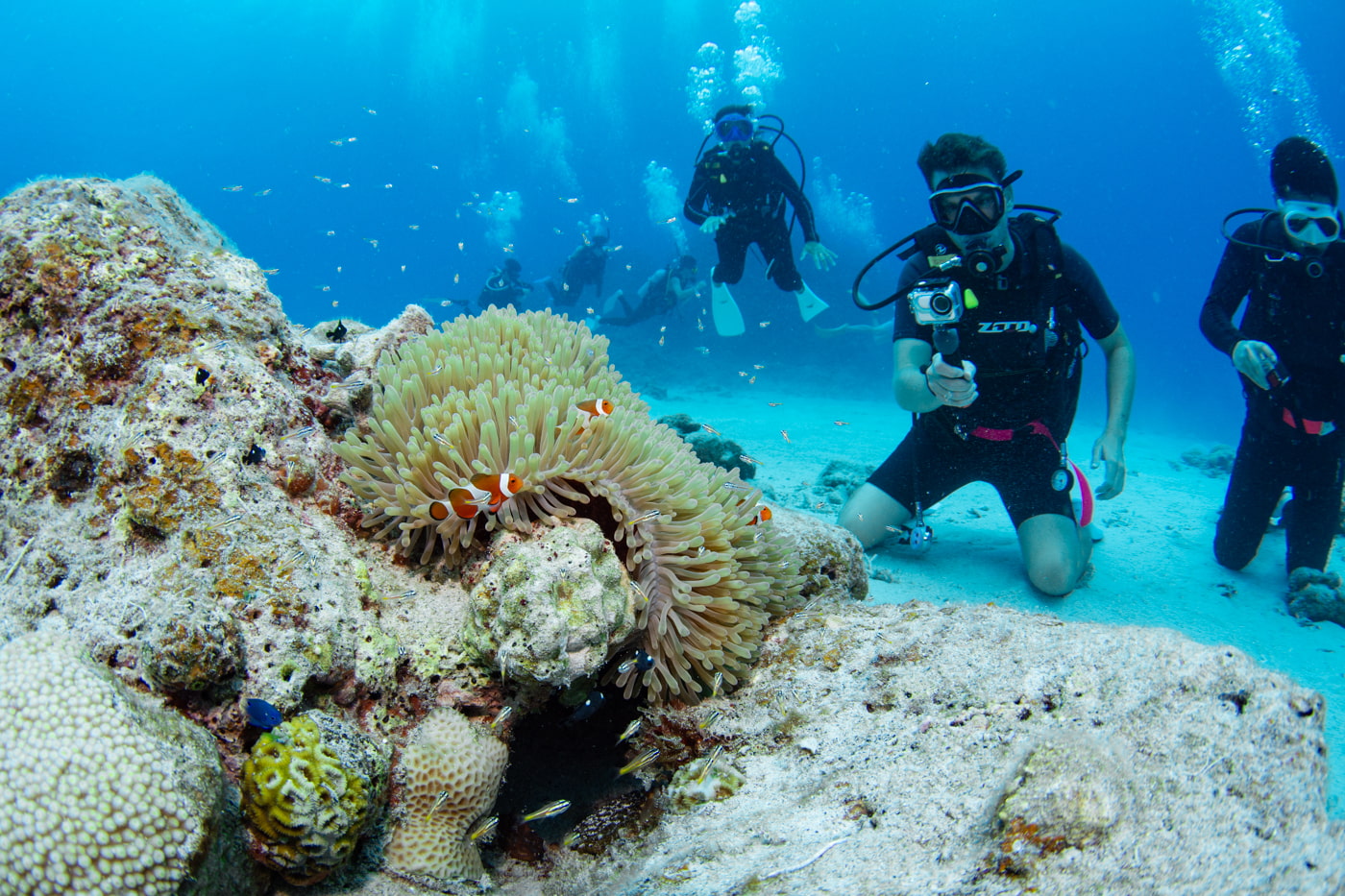 Clownfish and guests