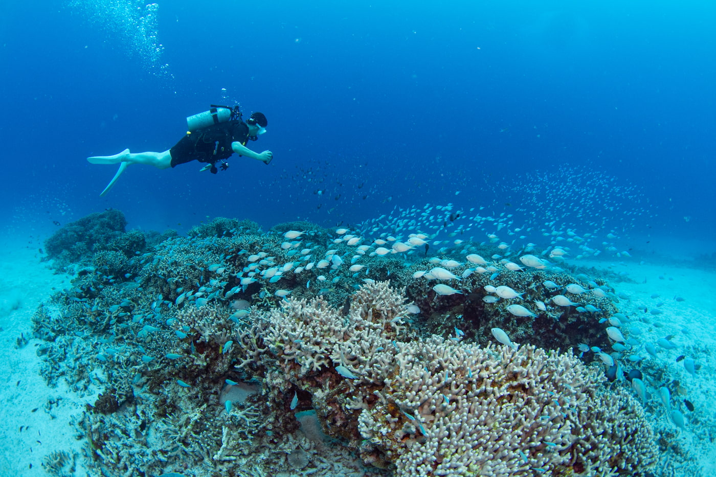Underwater scenery