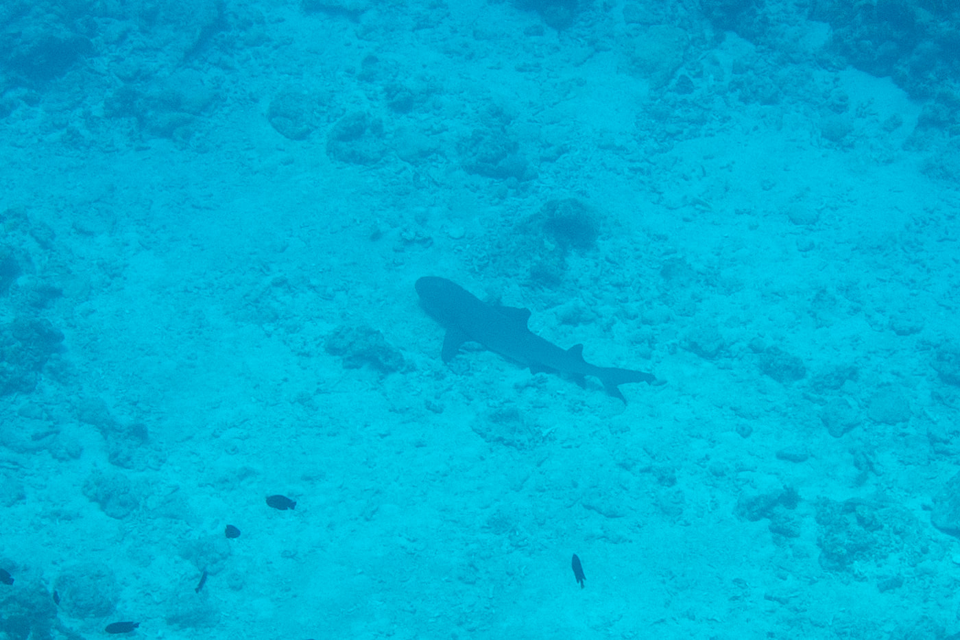 whitetip reef shark