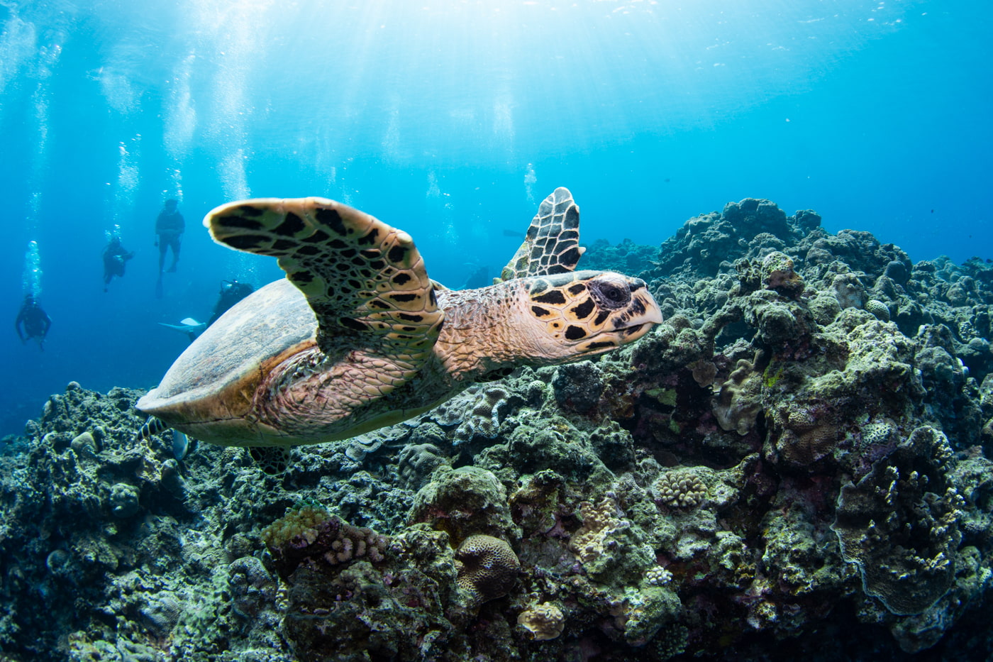 Hawksbill turtle