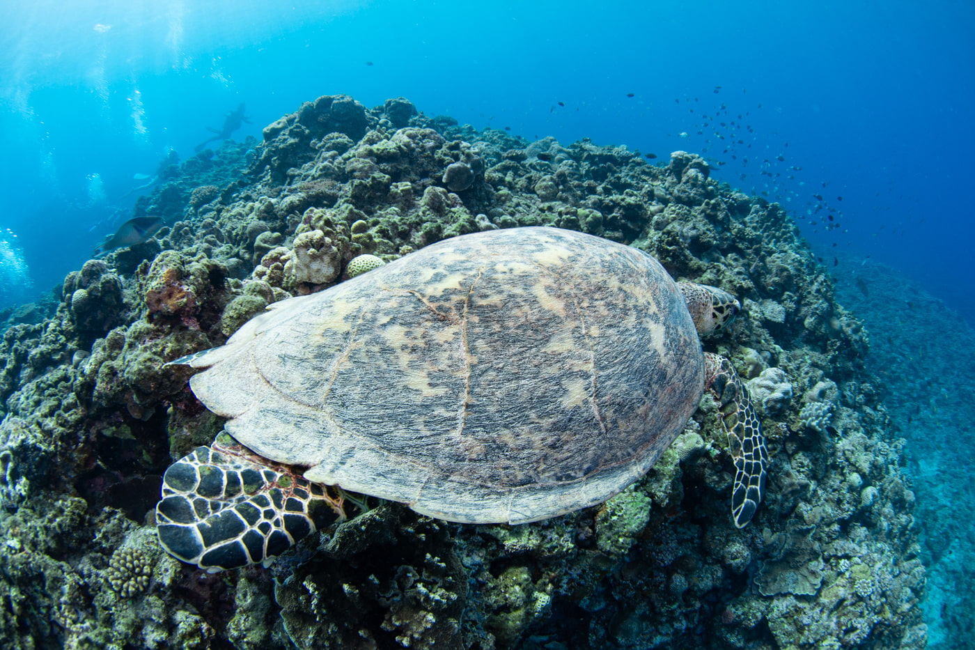 Hawksbill turtle