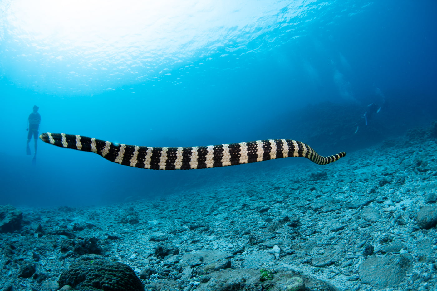 sea snake