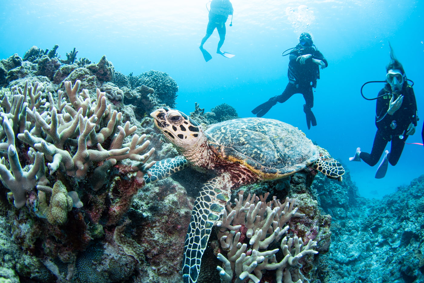 Hawksbill turtle