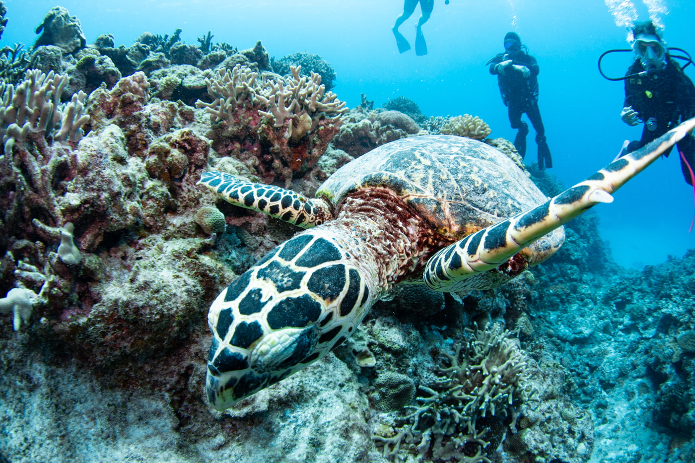 Hawksbill turtle