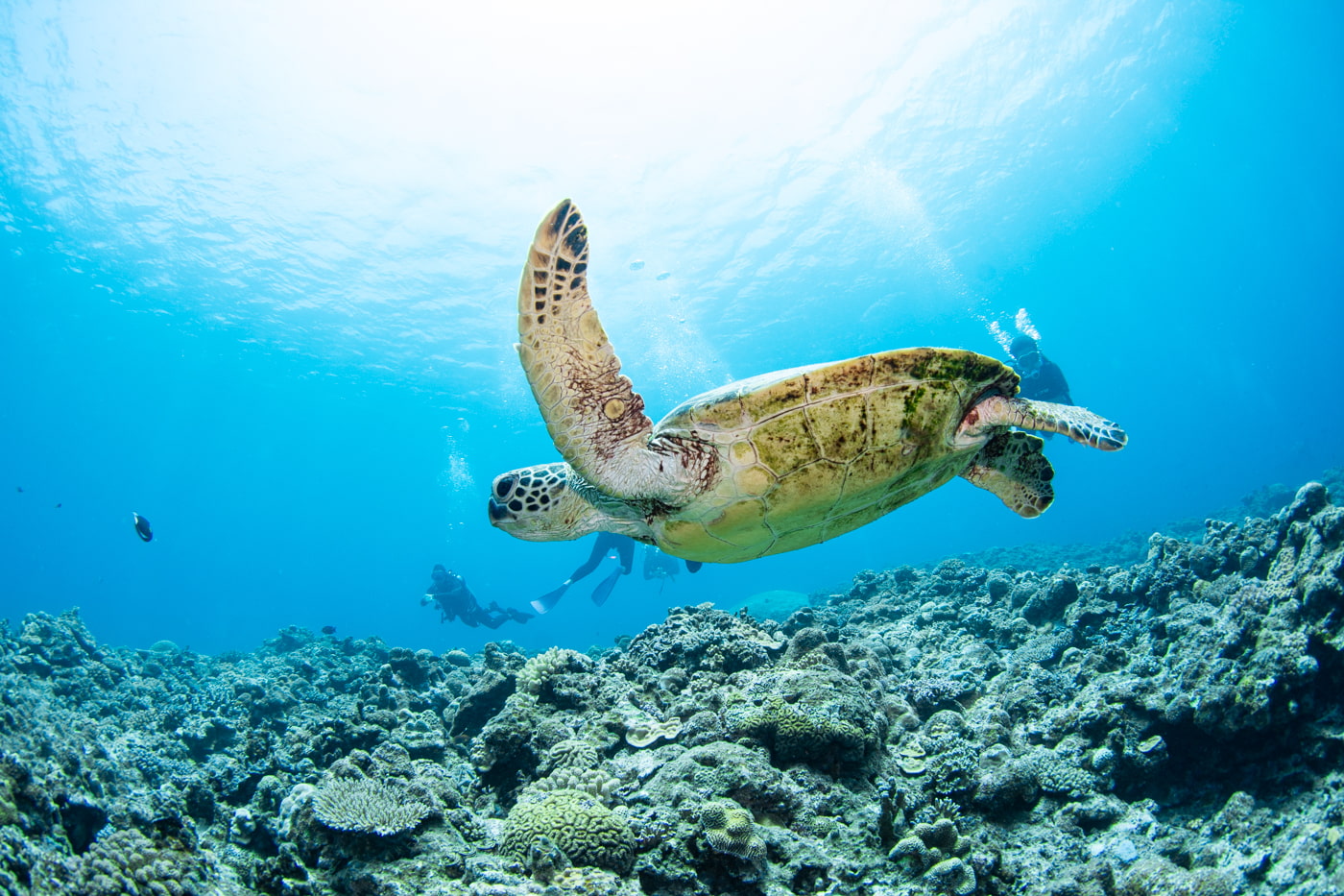 green turtle