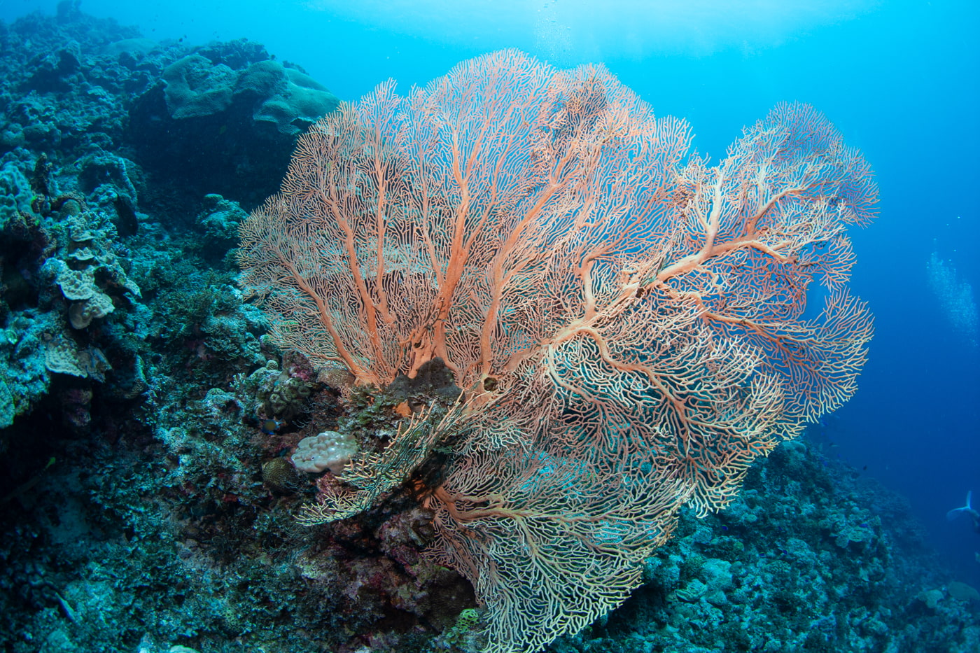 Sea-fan