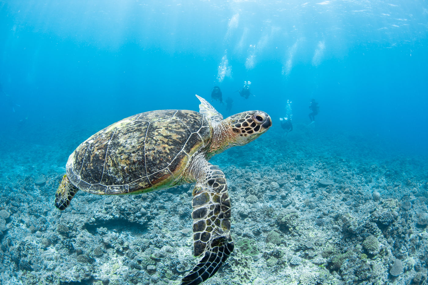 green turtle
