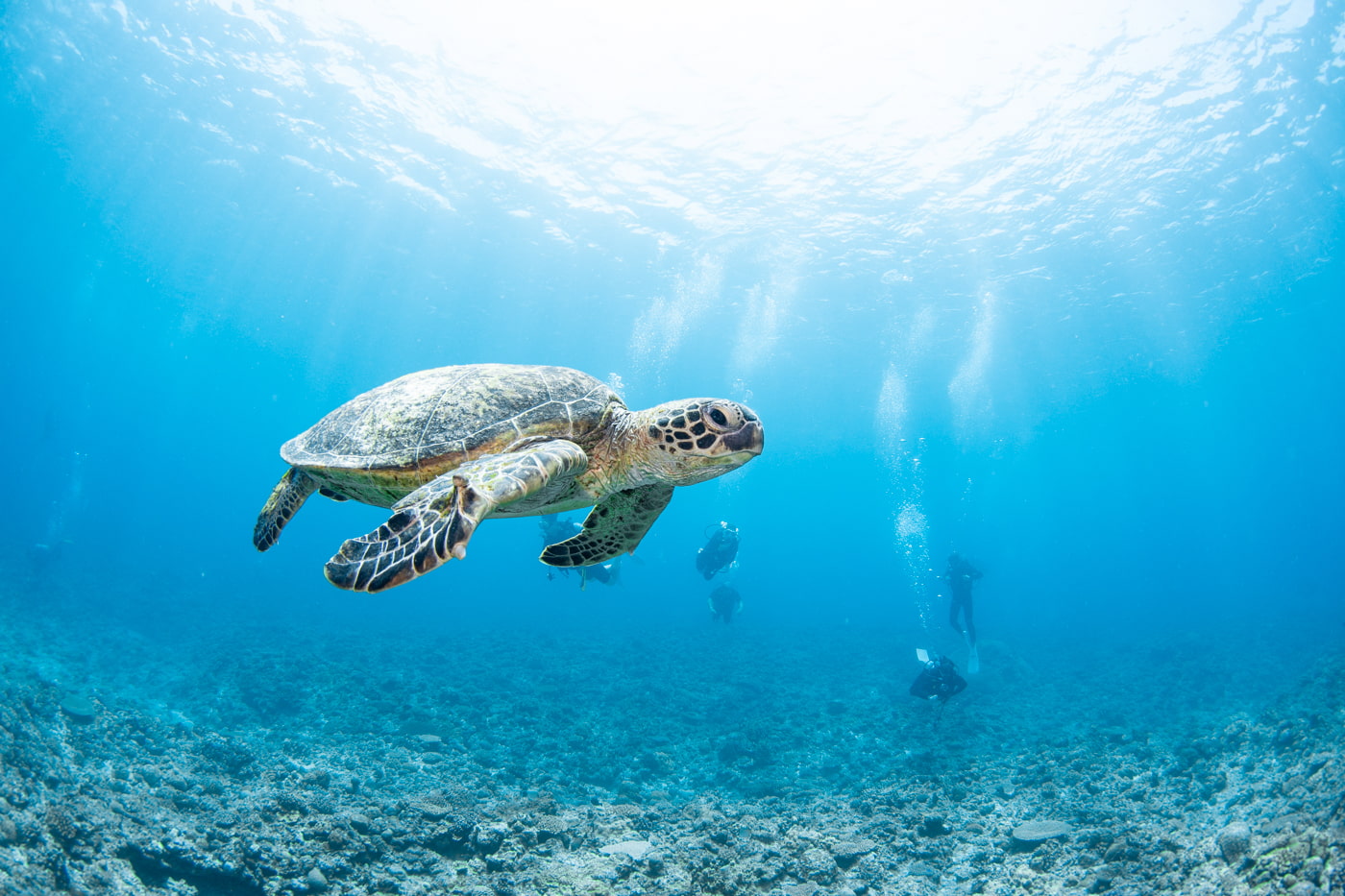 green turtle