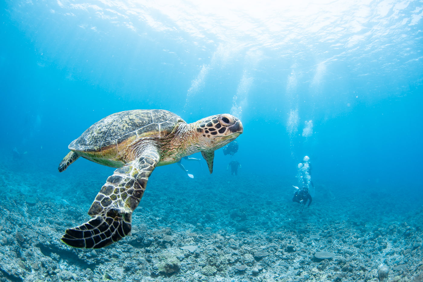 green turtle