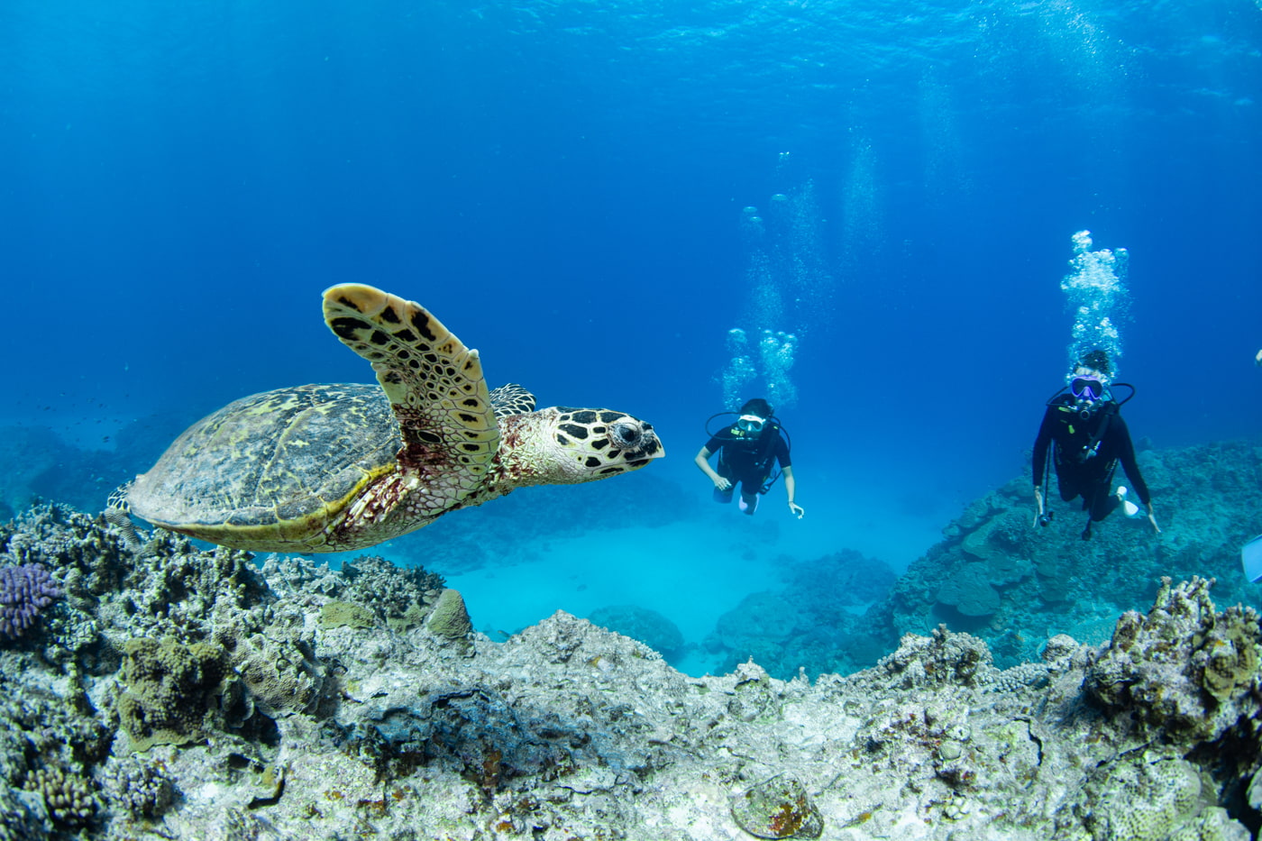 Hawksbill turtle and guests