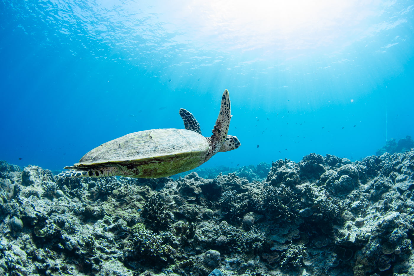 Hawksbill turtle