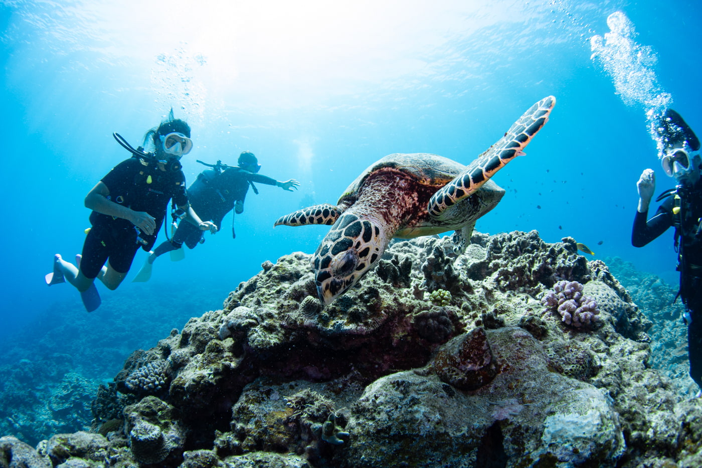 Hawksbill turtle and guests