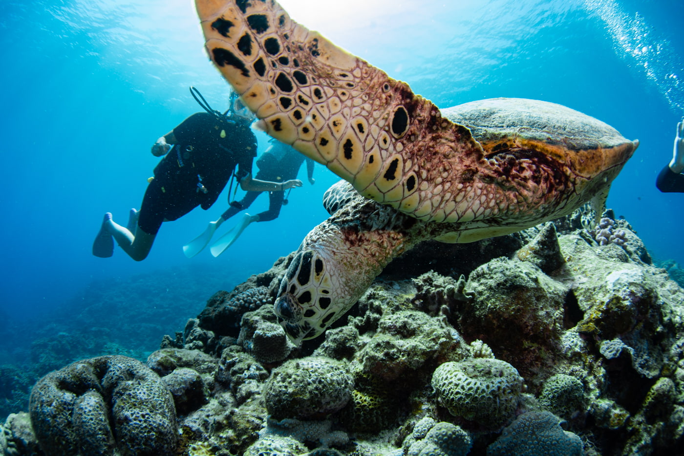 Hawksbill turtle and guests