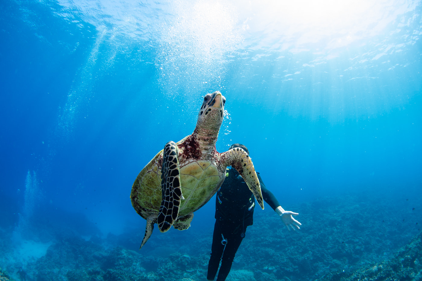 Hawksbill turtle and guests