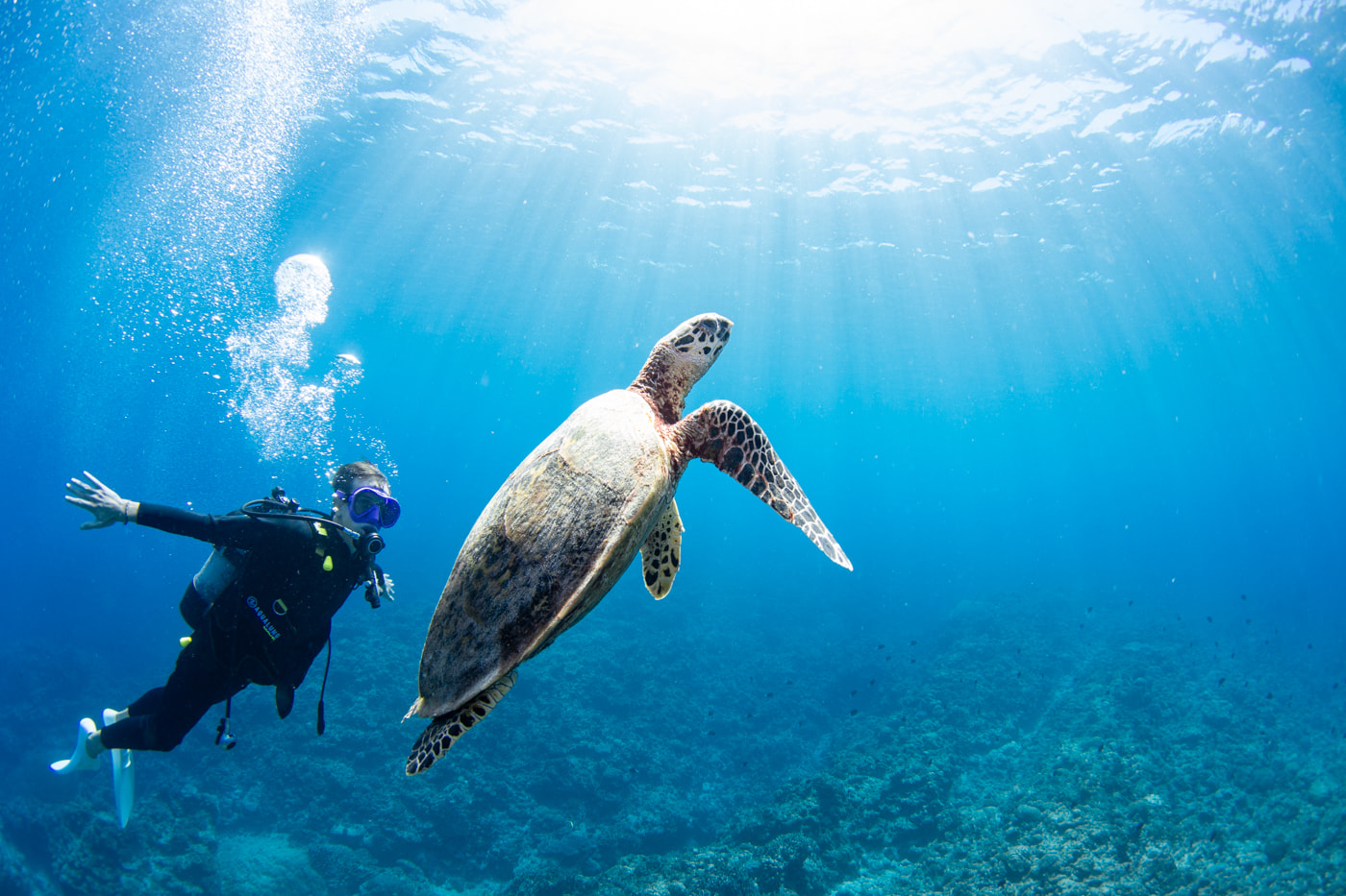Hawksbill turtle and guests