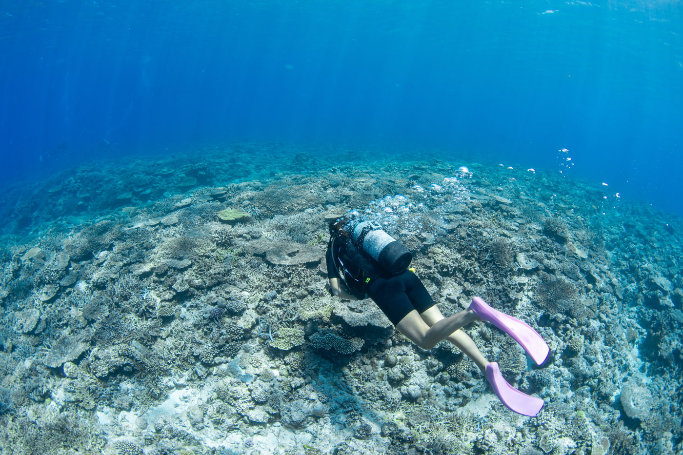 Guests enjoying scuba diving in the Kerama Islands.