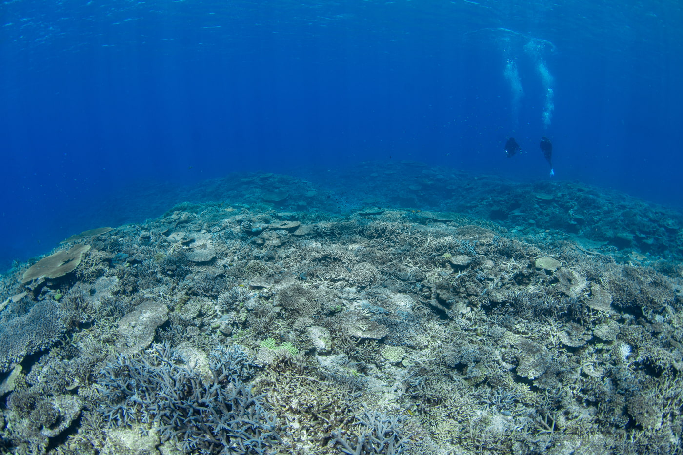 Underwater scenery