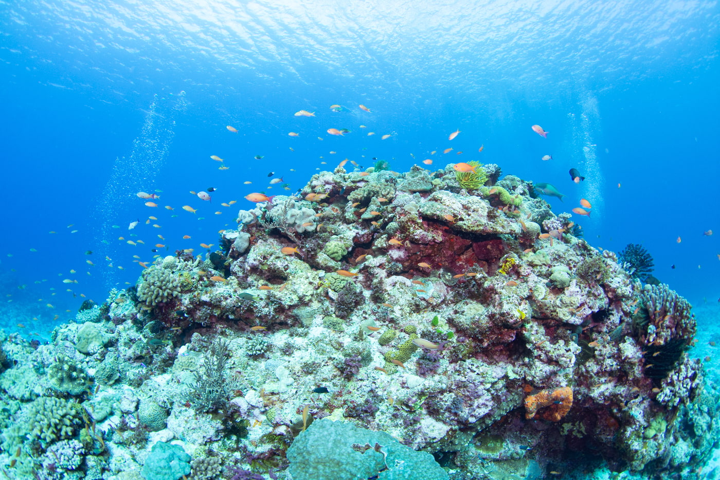 Underwater scenery