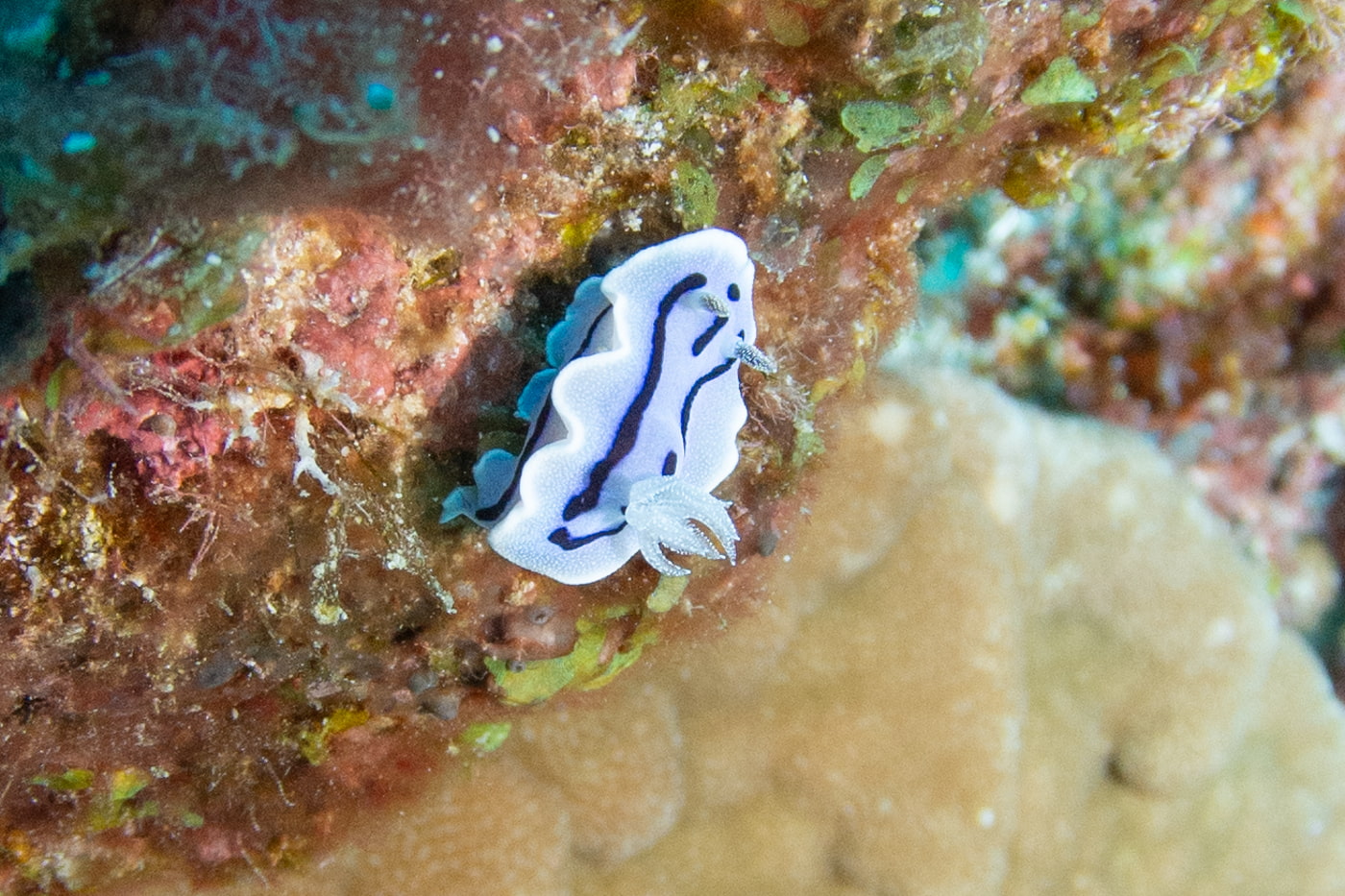 Nudibranch
