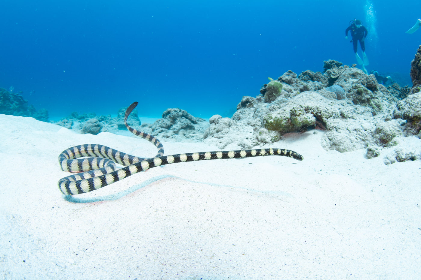 a sea snake