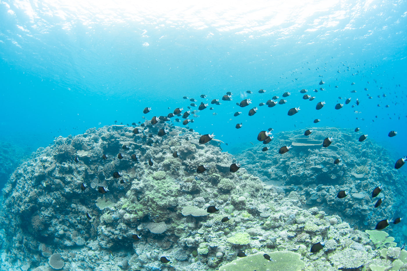 Underwater scenery